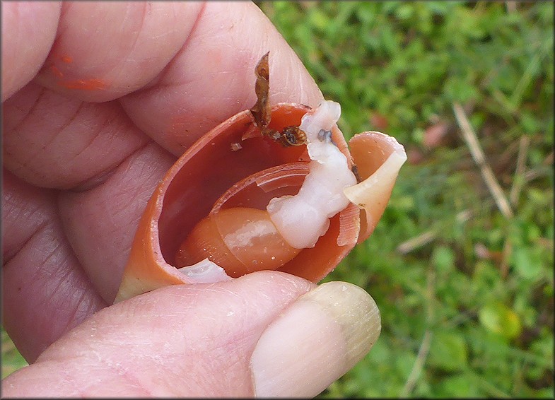 Euglandina rosea (Frussac, 1821) Predator Damage