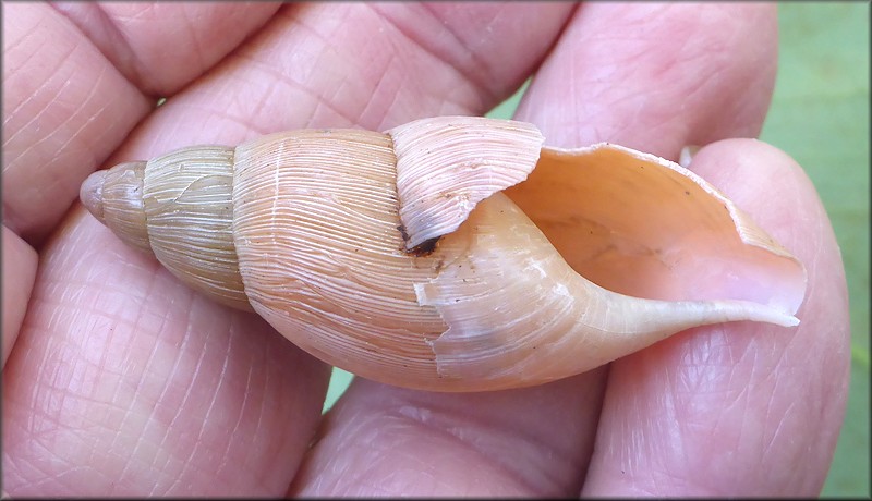 Euglandina rosea (Frussac, 1821) Damaged Shell