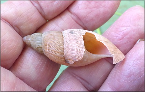 Euglandina rosea (Frussac, 1821) Damaged Shell