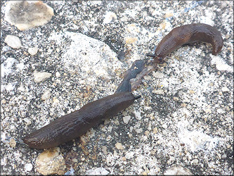 Deroceras laeve (Mller, 1774) Feeding On Probable Desiccated Slug