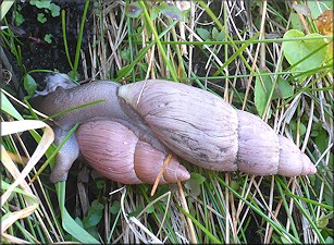 Euglandina rosea (Frussac, 1821) Mating In Situ