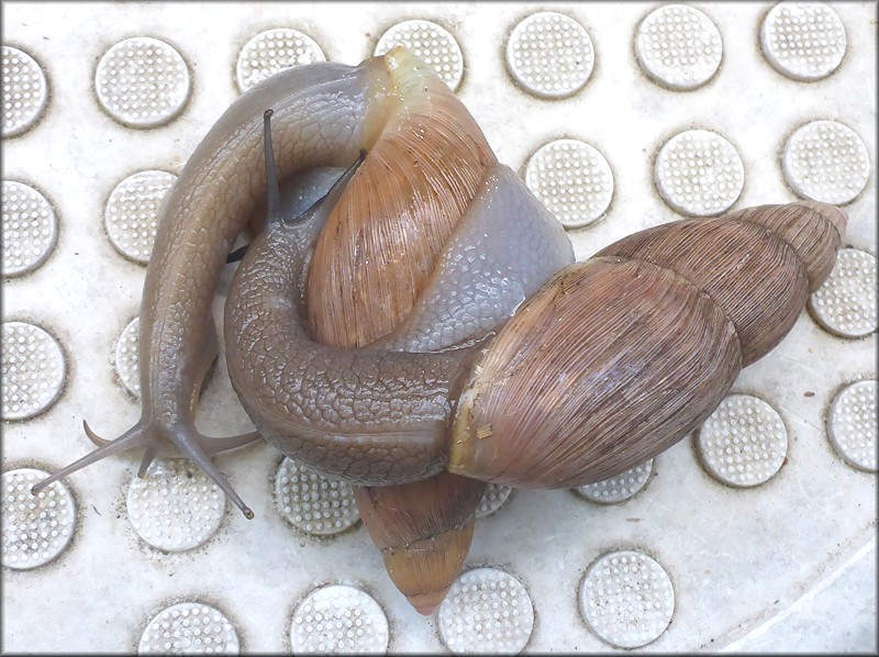 Euglandina rosea (Frussac, 1821) Foreplay As A Prelude To Mating