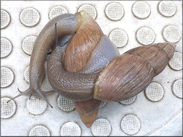 Euglandina rosea (Frussac, 1821) Foreplay As A Prelude To Mating