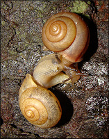 Bradybaena similaris (Frussac, 1821) Mating