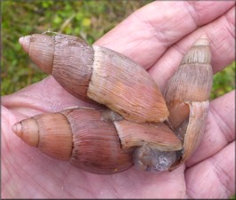 Euglandina rosea (Frussac, 1821) Mating In Situ (three specimens)