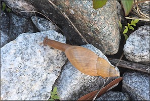 Euglandina rosea (Frussac, 1821) Juvenile In Situ
