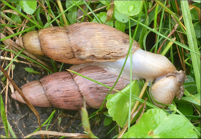 Euglandina rosea (Frussac, 1821) Mating In Situ