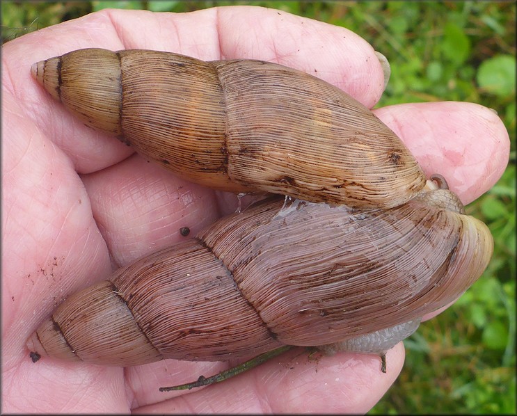 Euglandina rosea (Frussac, 1821) Mating In Situ