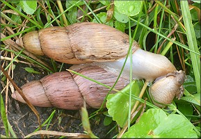 Euglandina rosea (Frussac, 1821) Mating In Situ