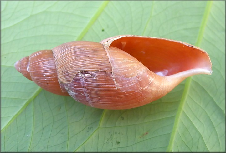 Euglandina rosea (Frussac, 1821) Damaged Shell