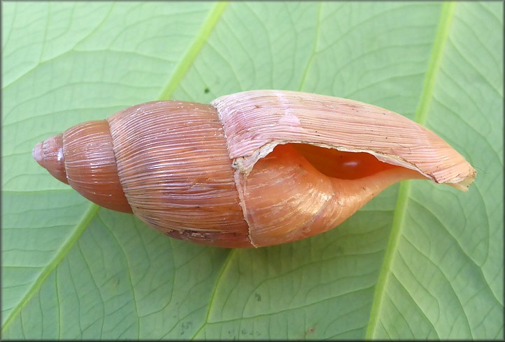 Euglandina rosea (Frussac, 1821) Damaged Shell