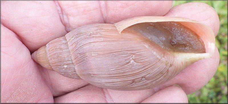 Euglandina rosea (Frussac, 1821) Damaged Shell