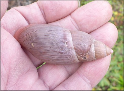 Euglandina rosea (Frussac, 1821) Damaged Shell