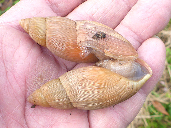 Euglandina rosea (Frussac, 1821) Mating In Situ