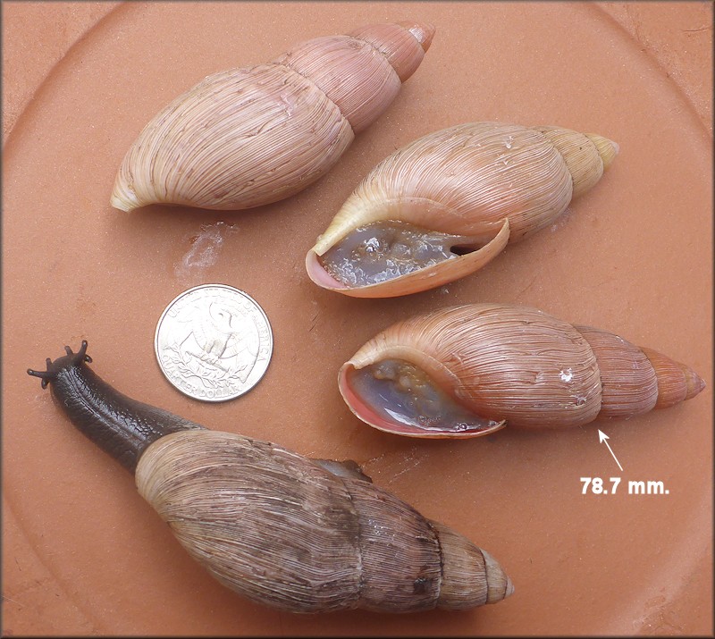 Euglandina rosea (Frussac, 1821) Rosy Wolfsnail - Very Large Specimens