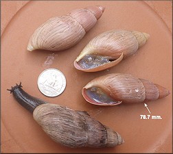Euglandina rosea (Férussac, 1821) Rosy Wolfsnail - Very Large Specimens