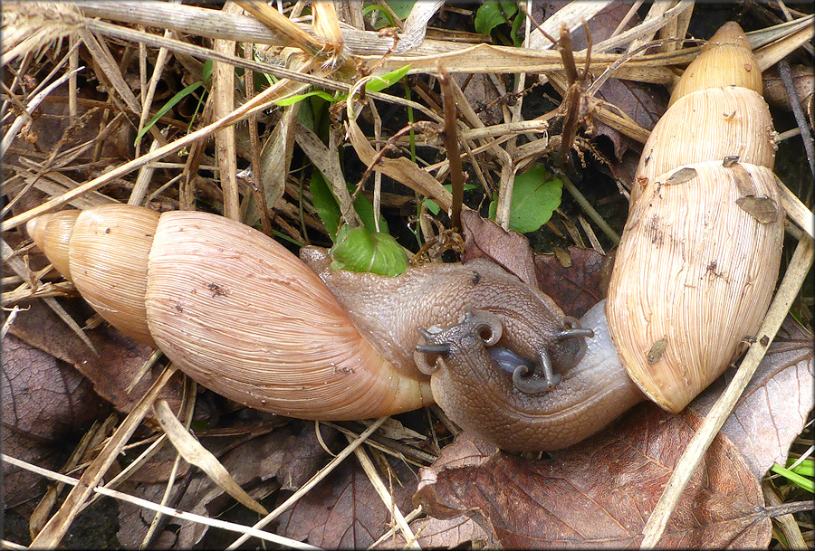 Euglandina rosea (Frussac, 1821) Mating In Situ