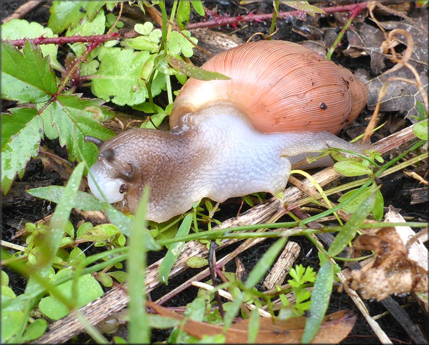 Euglandina rosea (Frussac, 1821) In Situ Feeding On A Probable Polygyra