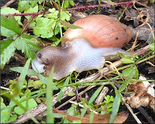 Euglandina rosea (Frussac, 1821) In Situ Feeding On A Probable Polygyra