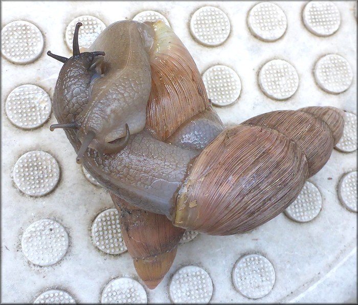 Euglandina rosea (Frussac, 1821) Foreplay As A Prelude To Mating