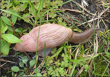 Euglandina rosea (Frussac, 1821) Rosy Wolfsnail In Situ