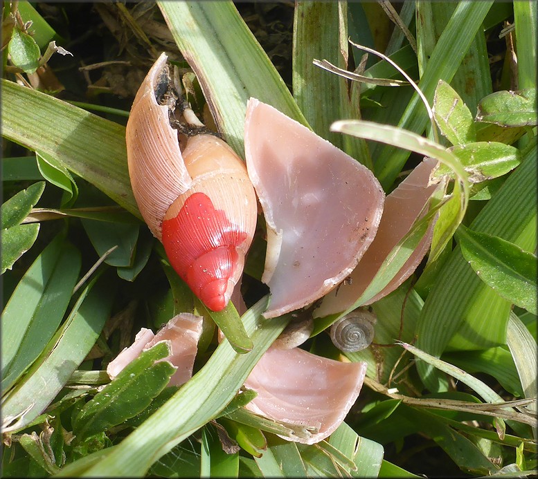 Euglandina rosea (Frussac, 1821) Predator Damage