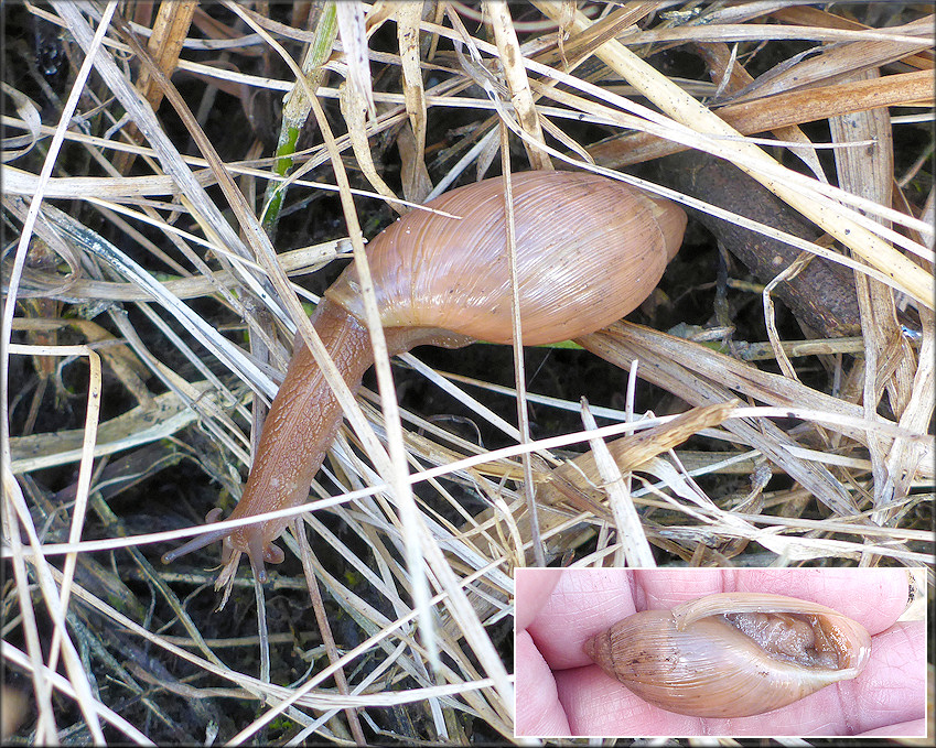 Euglandina rosea (Frussac, 1821) Juvenile In Situ