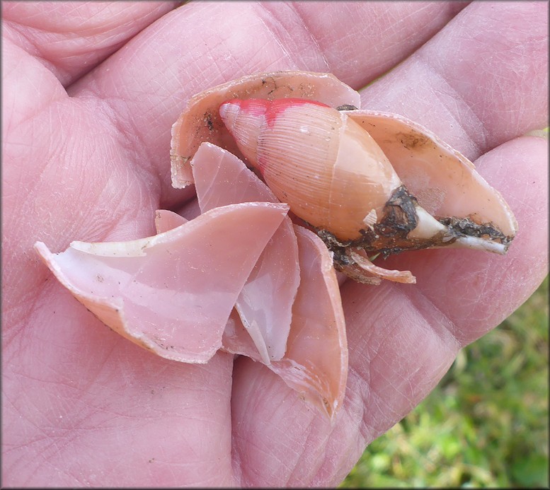 Euglandina rosea (Frussac, 1821) Predator Damage