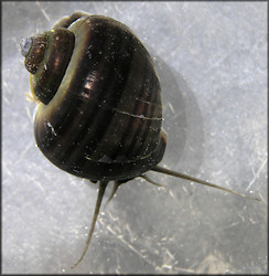 Pomacea diffusa Blume, 1957 [Spiketop Applesnail] Aquarium Store (Pet's Mart) Specimens)