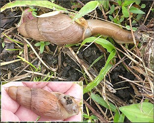 Euglandina rosea (Frussac, 1821) Rosy Wolfsnail In Situ