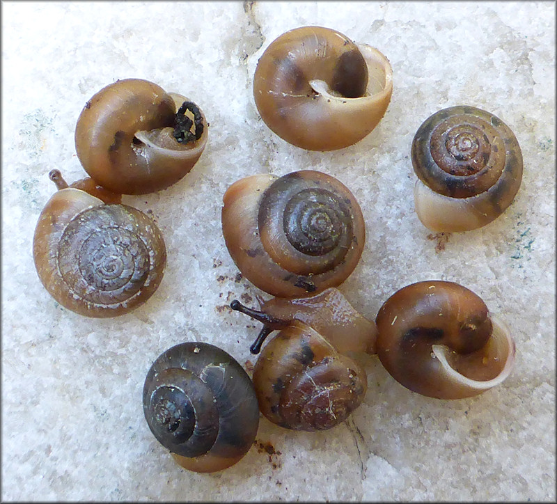 Praticolella jejuna (Say, 1821) Florida Scrubsnail