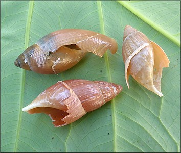 Euglandina rosea (Frussac, 1821) Predation Probably By Mammal