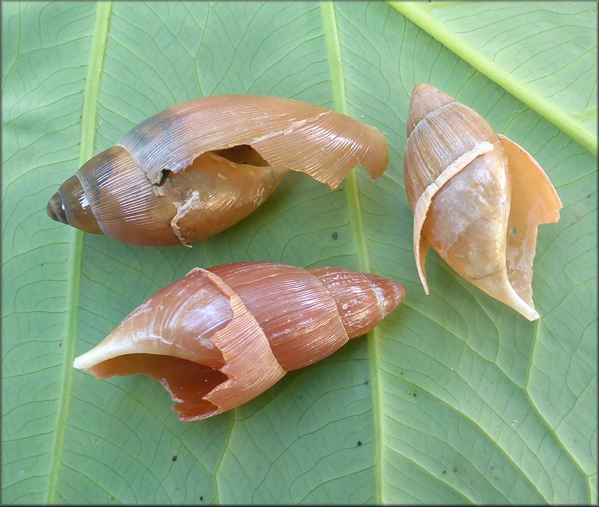 Euglandina rosea (Frussac, 1821) Predation Probably By Mammal