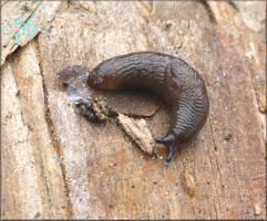 Deroceras laeve (Mller, 1774) Meadow Slug