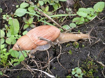 Euglandina rosea (Frussac, 1821) Rosy Wolfsnail In Situ