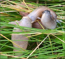 Euglandina rosea (Frussac, 1821) Mating In Situ