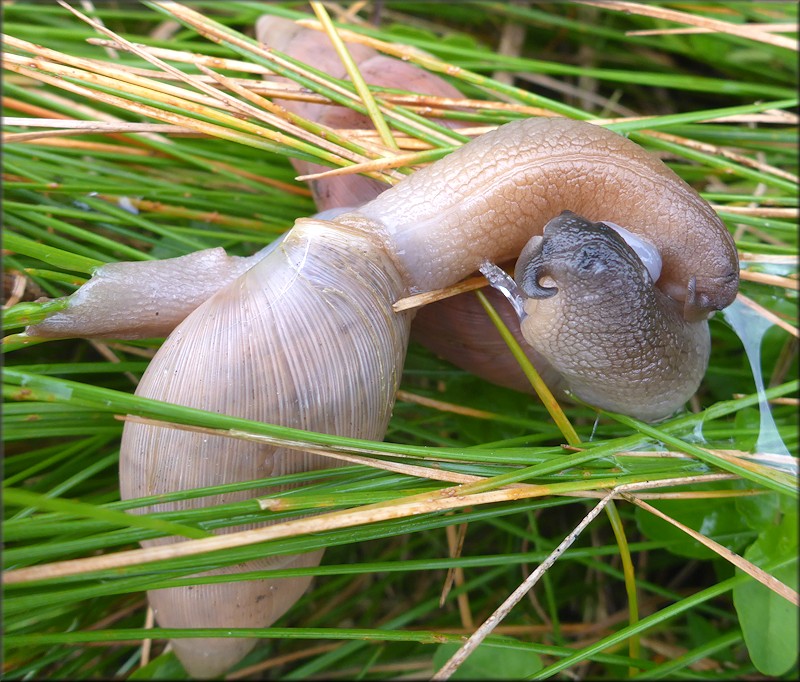 Euglandina rosea (Frussac, 1821) Mating In Situ