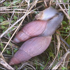 Euglandina rosea (Frussac, 1821) Mating In Situ