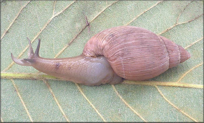 Euglandina rosea (Frussac, 1821) Freak Stubby Shell
