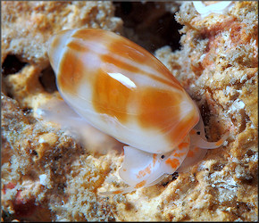 Volvarina avena (Kiener, 1834) Orange-band Marginella