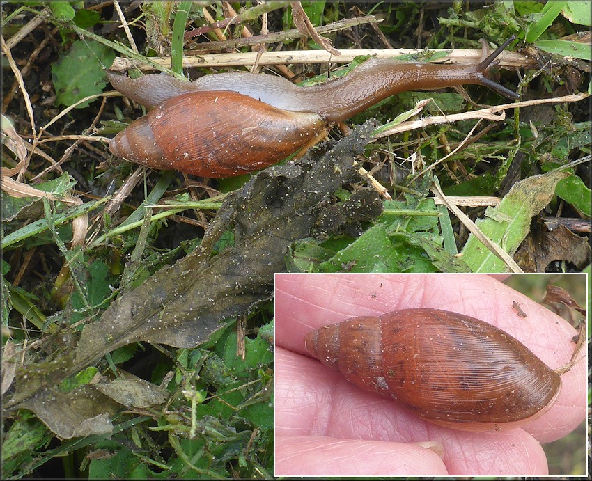 Euglandina rosea (Frussac, 1821) Juvenile In Situ