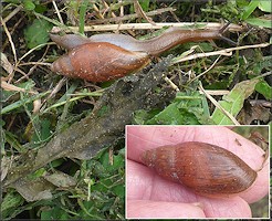 Euglandina rosea (Frussac, 1821) Juvenile In Situ