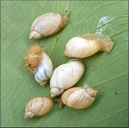 Succinea campestris Say, 1818 Crinkled Ambersnail