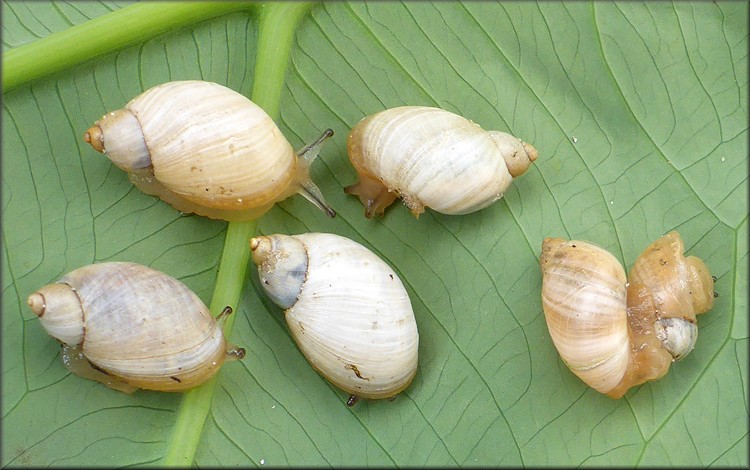 Succinea campestris Say, 1818 Crinkled Ambersnail