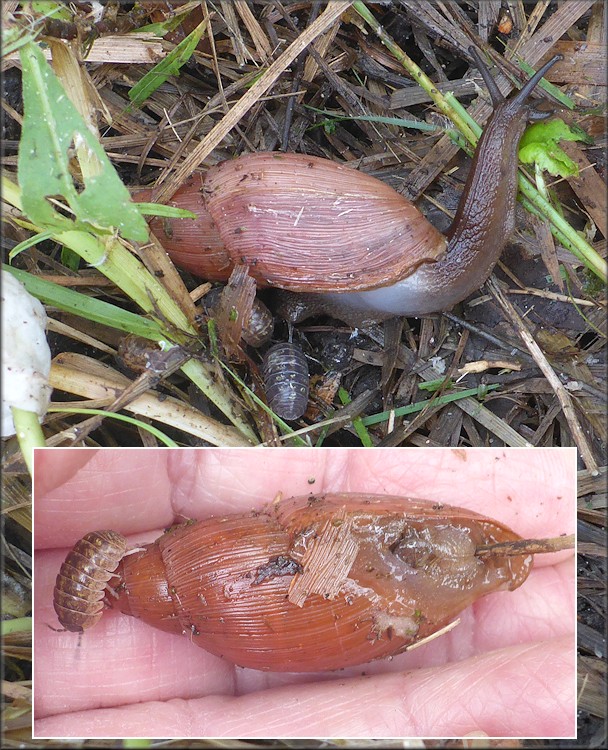 Euglandina rosea (Frussac, 1821) Juvenile In Situ