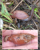 Euglandina rosea (Frussac, 1821) Juvenile In Situ