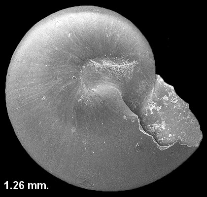 Teinostoma biscaynense Pilsbry and McGinty, 1945 Biscayne Vitrinella