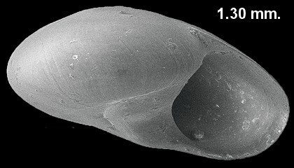 Teinostoma biscaynense Pilsbry and McGinty, 1945 Biscayne Vitrinella