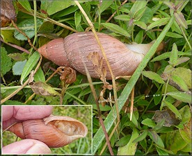 Euglandina rosea (Frussac, 1821) Rosy Wolfsnail In Situ