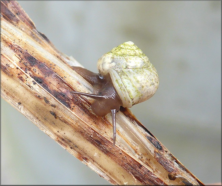 Helicina (Olygyra) orbiculata (Say, 1818) Globular Drop